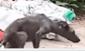 Part2 Animals Rescue #dogrescue #rescuedog #dogsofttiktok #foryoupage #foryou #dogs