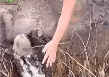 Part2 Animals Rescue #dogrescue #rescuedog #dogsofttiktok #foryoupage #foryou #dogs