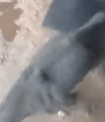 Part2 Animals Rescue #dogrescue #rescuedog #dogsofttiktok #foryoupage #foryou #dogs