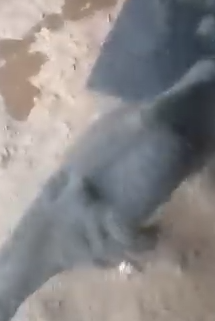 Part2 Animals Rescue #dogrescue #rescuedog #dogsofttiktok #foryoupage #foryou #dogs