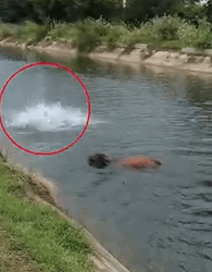 Part2 Animals Rescue #dogrescue #rescuedog #dogsofttiktok #foryoupage #foryou #dogs