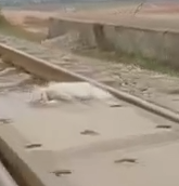 Part2 Animals Rescue #dogrescue #rescuedog #dogsofttiktok #foryoupage #foryou #dogs