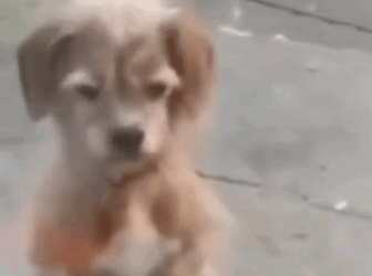 Part2 Animals Rescue #dogrescue #rescuedog #dogsofttiktok #foryoupage #foryou #dogs