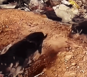 Part2 Animals Rescue #dogrescue #rescuedog #dogsofttiktok #foryoupage #foryou #dogs