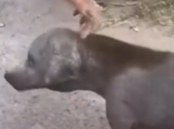 Part2 Animals Rescue #dogrescue #rescuedog #dogsofttiktok #foryoupage #foryou #dogs