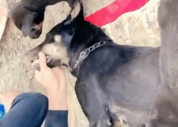 Part2 Animals Rescue #dogrescue #rescuedog #dogsofttiktok #foryoupage #foryou #dogs