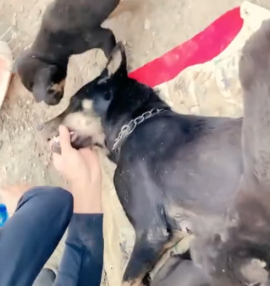 Part2 Animals Rescue #dogrescue #rescuedog #dogsofttiktok #foryoupage #foryou #dogs