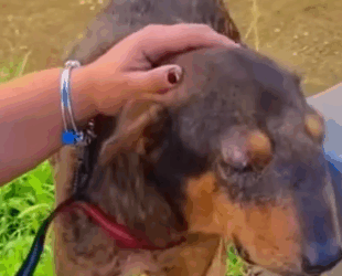 Part2 Animals Rescue #dogrescue #rescuedog #dogsofttiktok #foryoupage #foryou #dogs