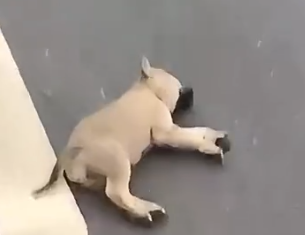 Part2 Animals Rescue #dogrescue #rescuedog #dogsofttiktok #foryoupage #foryou #dogs