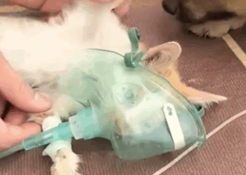 Part2 Animals Rescue #dogrescue #rescuedog #dogsofttiktok #foryoupage #foryou #dogs