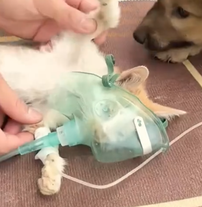 Part2 Animals Rescue #dogrescue #rescuedog #dogsofttiktok #foryoupage #foryou #dogs