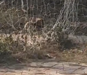 I saw this poor dog stuck in the net for who knows how long. I went to help it and feed it._part2