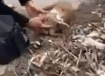 in the middle of the cold winter, a poor dog was lying motionless on the street_part2