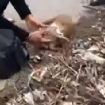 in the middle of the cold winter, a poor dog was lying motionless on the street_part2