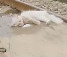 Part2 Animals Rescue #dogrescue #rescuedog #dogsofttiktok #foryoupage #foryou #dogs