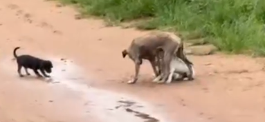 Part2 Animals Rescue #dogrescue #rescuedog #dogsofttiktok #foryoupage #foryou #dogs