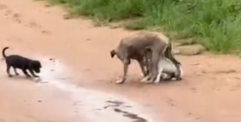 Part2 Animals Rescue #dogrescue #rescuedog #dogsofttiktok #foryoupage #foryou #dogs