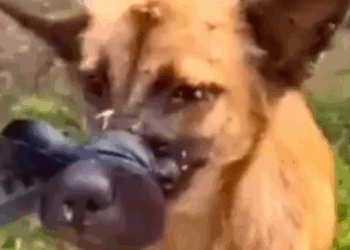 Part2 Animals Rescue #dogrescue #rescuedog #dogsofttiktok #foryoupage #foryou #dogs