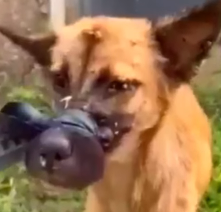 Part2 Animals Rescue #dogrescue #rescuedog #dogsofttiktok #foryoupage #foryou #dogs