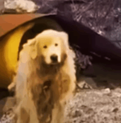 Part2 Animals Rescue #dogrescue #rescuedog #dogsofttiktok #foryoupage #foryou #dogs