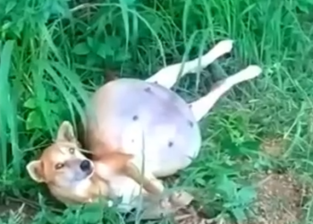 Part2 Animals Rescue #dogrescue #rescuedog #dogsofttiktok #foryoupage #foryou #dogs