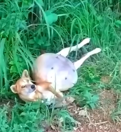 Part2 Animals Rescue #dogrescue #rescuedog #dogsofttiktok #foryoupage #foryou #dogs