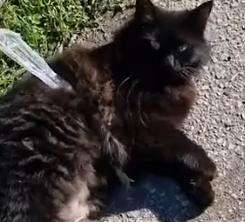 Part2 Animals Rescue #dogrescue #rescuedog #dogsofttiktok #foryoupage #foryou #dogs