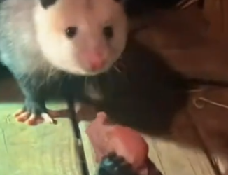 Part2 Animals Rescue #dogrescue #rescuedog #dogsofttiktok #foryoupage #foryou #dogs