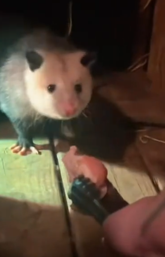 Part2 Animals Rescue #dogrescue #rescuedog #dogsofttiktok #foryoupage #foryou #dogs