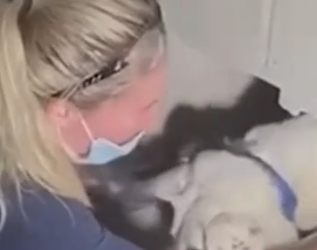 Part2 Animals Rescue #dogrescue #rescuedog #dogsofttiktok #foryoupage #foryou #dogs