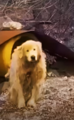 Part2 Animals Rescue #dogrescue #rescuedog #dogsofttiktok #foryoupage #foryou #dogs