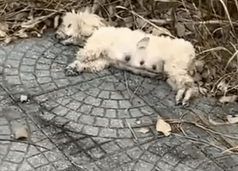 Part2 Animals Rescue #dogrescue #rescuedog #dogsofttiktok #foryoupage #foryou #dogs