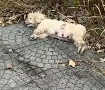 Part2 Animals Rescue #dogrescue #rescuedog #dogsofttiktok #foryoupage #foryou #dogs