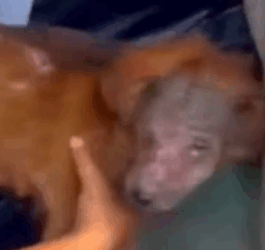 Part2 Animals Rescue #dogrescue #rescuedog #dogsofttiktok #foryoupage #foryou #dogs