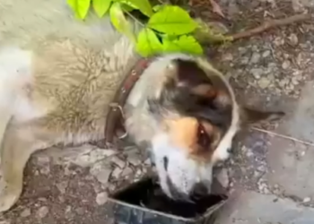 Part2 Animals Rescue #dogrescue #rescuedog #dogsofttiktok #foryoupage #foryou #dogs