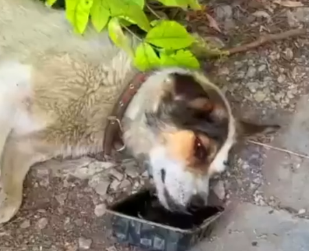 Part2 Animals Rescue #dogrescue #rescuedog #dogsofttiktok #foryoupage #foryou #dogs