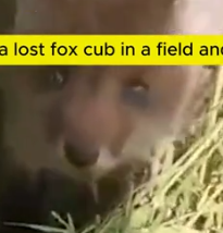 Part2 Animals Rescue #dogrescue #rescuedog #dogsofttiktok #foryoupage #foryou #dogs