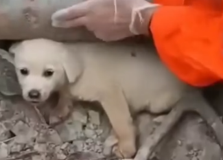 Part2 Animals Rescue #dogrescue #rescuedog #dogsofttiktok #foryoupage #foryou #dogs