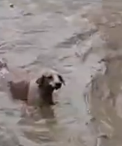 Part2 Animals Rescue #dogrescue #rescuedog #dogsofttiktok #foryoupage #foryou #dogs