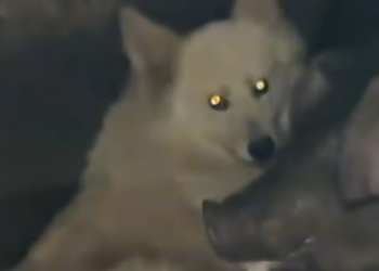 Part2 Animals Rescue #dogrescue #rescuedog #dogsofttiktok #foryoupage #foryou #dogs