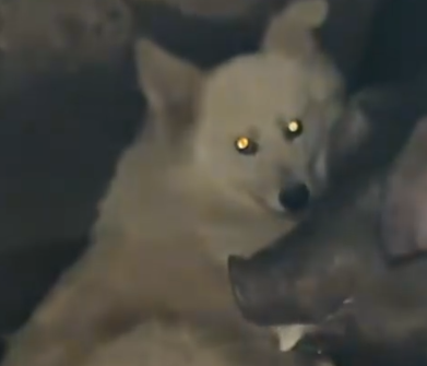 Part2 Animals Rescue #dogrescue #rescuedog #dogsofttiktok #foryoupage #foryou #dogs