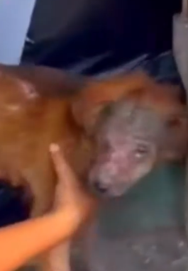 Part2 Animals Rescue #dogrescue #rescuedog #dogsofttiktok #foryoupage #foryou #dogs