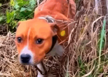 Part2 Animals Rescue #dogrescue #rescuedog #dogsofttiktok #foryoupage #foryou #dogs