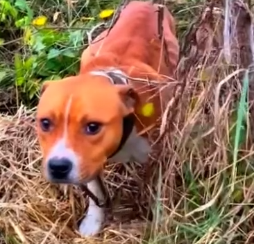 Part2 Animals Rescue #dogrescue #rescuedog #dogsofttiktok #foryoupage #foryou #dogs