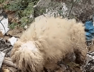 Part2 Animals Rescue #dogrescue #rescuedog #dogsofttiktok #foryoupage #foryou #dogs