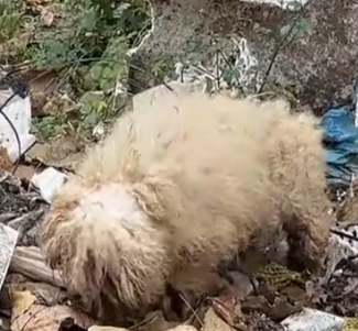 Part2 Animals Rescue #dogrescue #rescuedog #dogsofttiktok #foryoupage #foryou #dogs