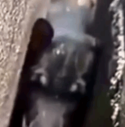 Part2 Animals Rescue #dogrescue #rescuedog #dogsofttiktok #foryoupage #foryou #dogs