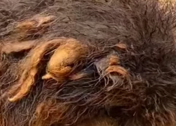 Part2 Animals Rescue #dogrescue #rescuedog #dogsofttiktok #foryoupage #foryou #dogs