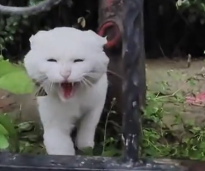 Part2 Animals Rescue #dogrescue #rescuedog #dogsofttiktok #foryoupage #foryou #dogs