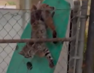 Part2 Animals Rescue #dogrescue #rescuedog #dogsofttiktok #foryoupage #foryou #dogs